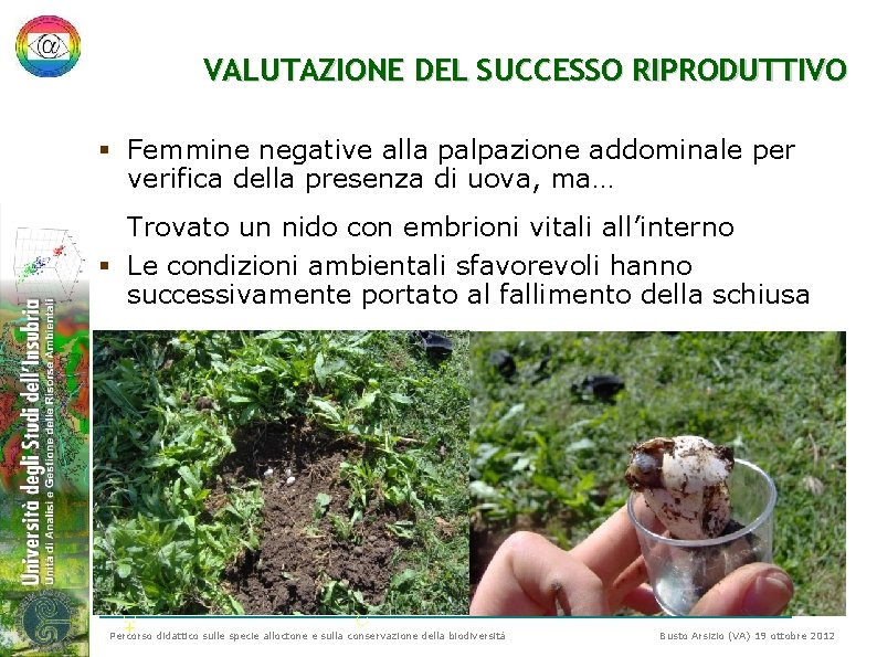 VALUTAZIONE DEL SUCCESSO RIPRODUTTIVO § Femmine negative alla palpazione addominale per verifica della presenza VALUTAZIONE DEL SUCCESSO RIPRODUTTIVO § Femmine negative alla palpazione addominale per verifica della presenza