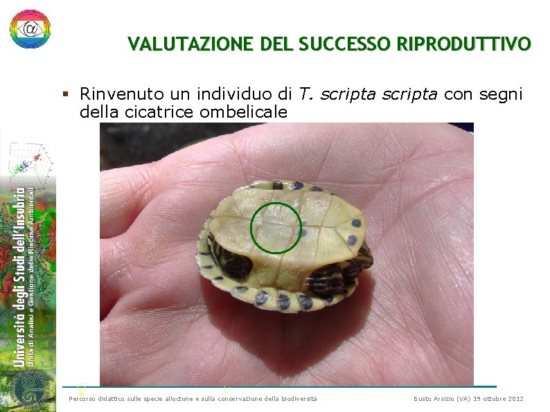 VALUTAZIONE DEL SUCCESSO RIPRODUTTIVO § Rinvenuto un individuo di T. scripta con segni della VALUTAZIONE DEL SUCCESSO RIPRODUTTIVO § Rinvenuto un individuo di T. scripta con segni della