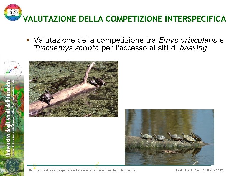 VALUTAZIONE DELLA COMPETIZIONE INTERSPECIFICA § Valutazione della competizione tra Emys orbicularis e Trachemys scripta VALUTAZIONE DELLA COMPETIZIONE INTERSPECIFICA § Valutazione della competizione tra Emys orbicularis e Trachemys scripta