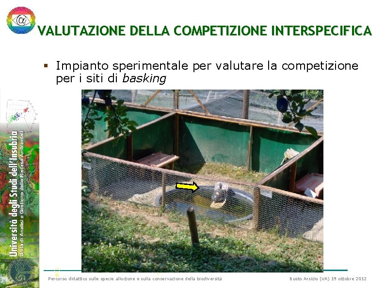 VALUTAZIONE DELLA COMPETIZIONE INTERSPECIFICA § Impianto sperimentale per valutare la competizione per i siti VALUTAZIONE DELLA COMPETIZIONE INTERSPECIFICA § Impianto sperimentale per valutare la competizione per i siti