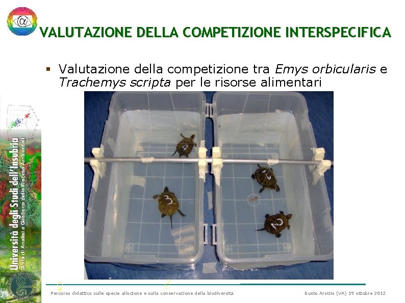 VALUTAZIONE DELLA COMPETIZIONE INTERSPECIFICA § Valutazione della competizione tra Emys orbicularis e Trachemys scripta VALUTAZIONE DELLA COMPETIZIONE INTERSPECIFICA § Valutazione della competizione tra Emys orbicularis e Trachemys scripta