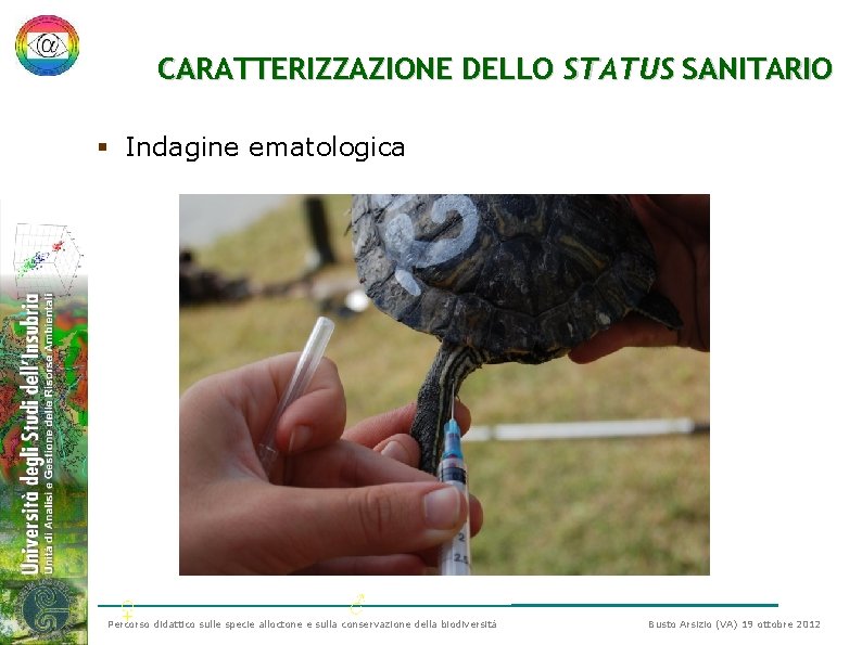 CARATTERIZZAZIONE DELLO STATUS SANITARIO § Indagine ematologica ♀ ♂ Percorso didattico sulle specie alloctone CARATTERIZZAZIONE DELLO STATUS SANITARIO § Indagine ematologica ♀ ♂ Percorso didattico sulle specie alloctone