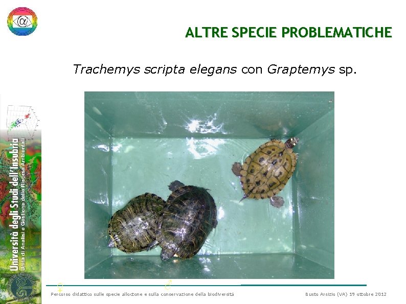 ALTRE SPECIE PROBLEMATICHE Trachemys scripta elegans con Graptemys sp. ♀ ♂ Percorso didattico sulle ALTRE SPECIE PROBLEMATICHE Trachemys scripta elegans con Graptemys sp. ♀ ♂ Percorso didattico sulle
