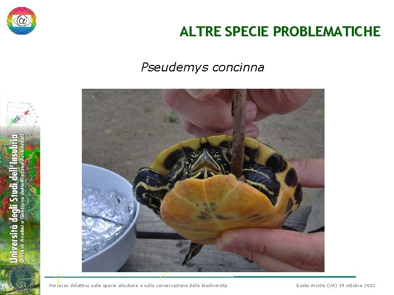 ALTRE SPECIE PROBLEMATICHE Pseudemys concinna ♀ ♂ Percorso didattico sulle specie alloctone e sulla ALTRE SPECIE PROBLEMATICHE Pseudemys concinna ♀ ♂ Percorso didattico sulle specie alloctone e sulla