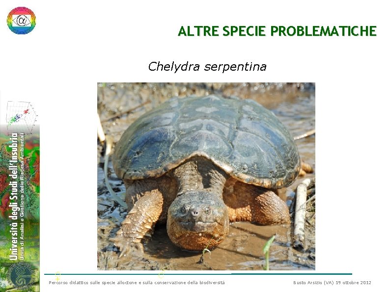 ALTRE SPECIE PROBLEMATICHE Chelydra serpentina ♀ ♂ Percorso didattico sulle specie alloctone e sulla ALTRE SPECIE PROBLEMATICHE Chelydra serpentina ♀ ♂ Percorso didattico sulle specie alloctone e sulla