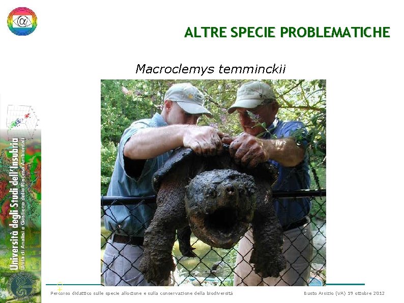 ALTRE SPECIE PROBLEMATICHE Macroclemys temminckii ♀ ♂ Percorso didattico sulle specie alloctone e sulla ALTRE SPECIE PROBLEMATICHE Macroclemys temminckii ♀ ♂ Percorso didattico sulle specie alloctone e sulla