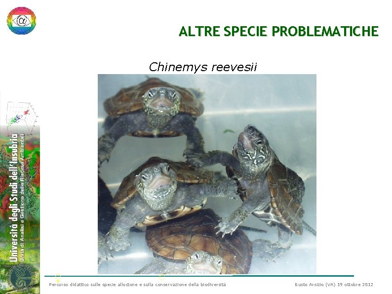 ALTRE SPECIE PROBLEMATICHE Chinemys reevesii ♀ ♂ Percorso didattico sulle specie alloctone e sulla ALTRE SPECIE PROBLEMATICHE Chinemys reevesii ♀ ♂ Percorso didattico sulle specie alloctone e sulla