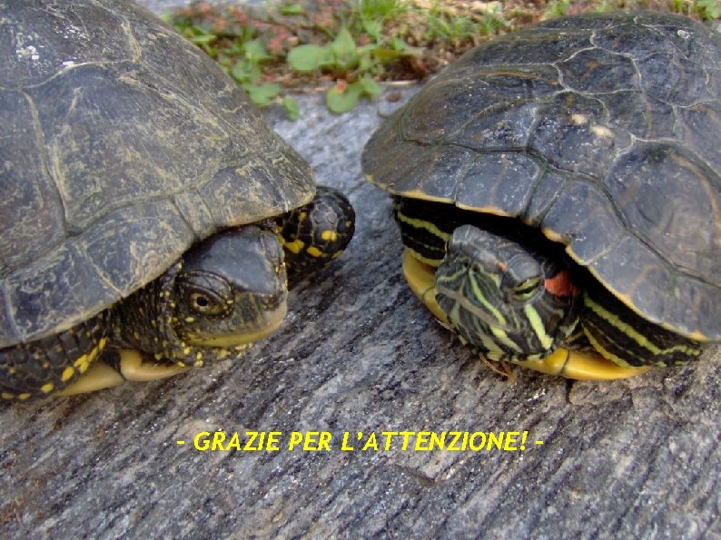 - GRAZIE PER L’ATTENZIONE! ♀ ♂ Percorso didattico sulle specie alloctone e sulla conservazione - GRAZIE PER L’ATTENZIONE! ♀ ♂ Percorso didattico sulle specie alloctone e sulla conservazione