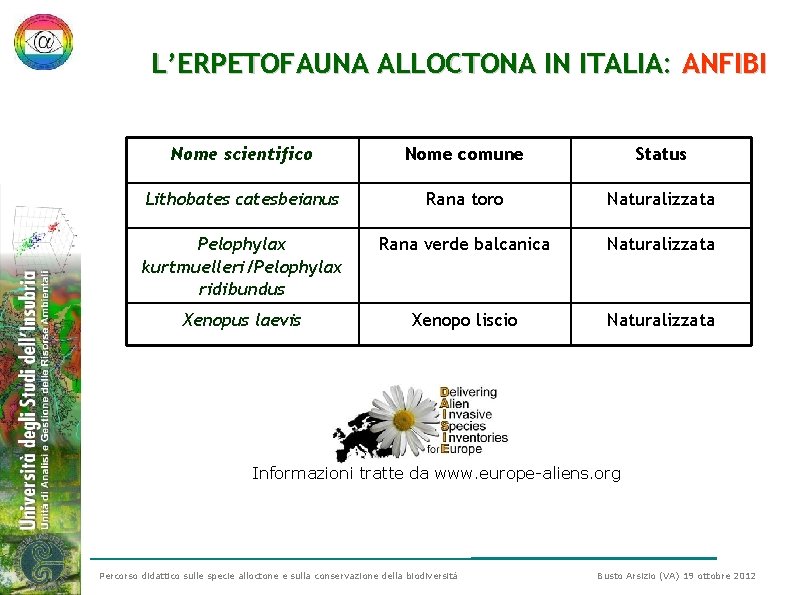 L’ERPETOFAUNA ALLOCTONA IN ITALIA: ANFIBI Nome scientifico Nome comune Status Lithobates catesbeianus Rana toro L’ERPETOFAUNA ALLOCTONA IN ITALIA: ANFIBI Nome scientifico Nome comune Status Lithobates catesbeianus Rana toro