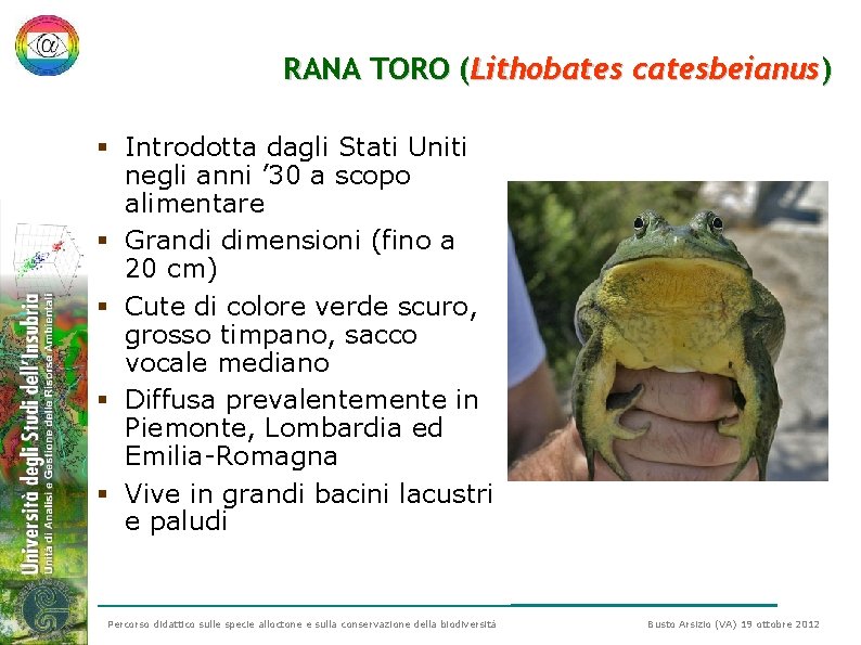 RANA TORO (Lithobates catesbeianus) § Introdotta dagli Stati Uniti negli anni ’ 30 a RANA TORO (Lithobates catesbeianus) § Introdotta dagli Stati Uniti negli anni ’ 30 a