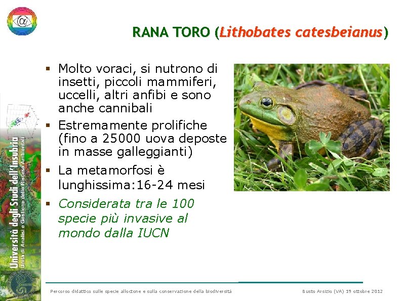 RANA TORO (Lithobates catesbeianus) § Molto voraci, si nutrono di insetti, piccoli mammiferi, uccelli, RANA TORO (Lithobates catesbeianus) § Molto voraci, si nutrono di insetti, piccoli mammiferi, uccelli,