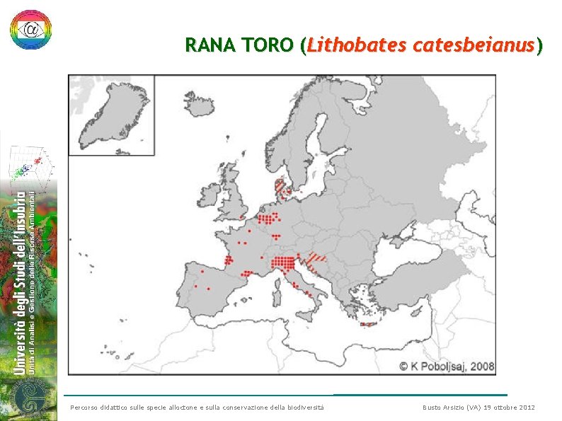 RANA TORO (Lithobates catesbeianus) Percorso didattico sulle specie alloctone e sulla conservazione della biodiversità RANA TORO (Lithobates catesbeianus) Percorso didattico sulle specie alloctone e sulla conservazione della biodiversità