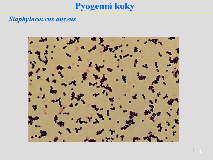 Pyogenní koky Staphylococcus aureus 1 1 