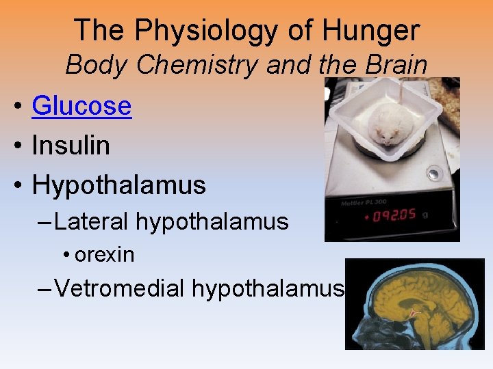 The Physiology of Hunger Body Chemistry and the Brain • Glucose • Insulin •