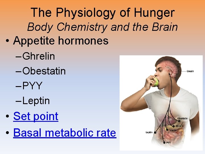 The Physiology of Hunger Body Chemistry and the Brain • Appetite hormones – Ghrelin