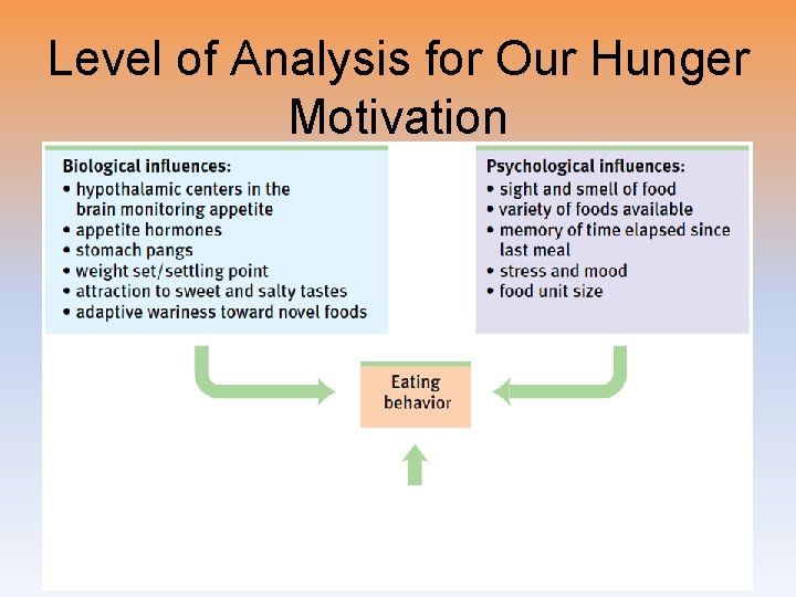 Level of Analysis for Our Hunger Motivation 