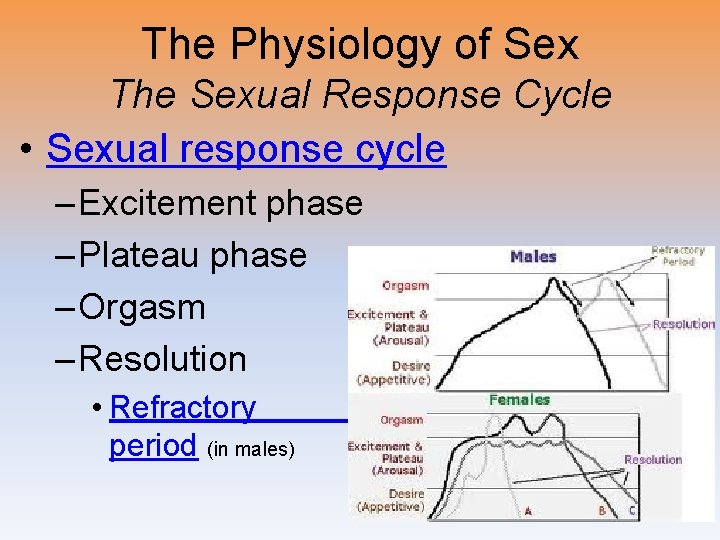 The Physiology of Sex The Sexual Response Cycle • Sexual response cycle – Excitement