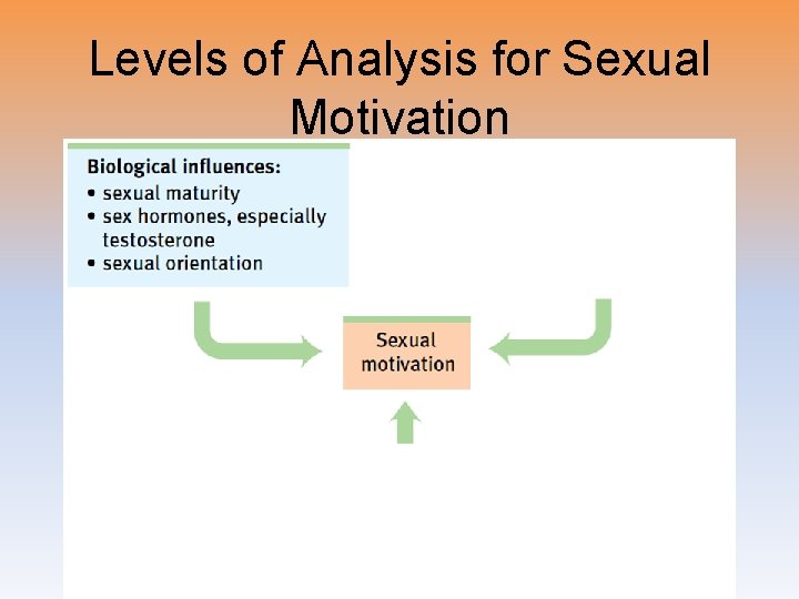 Levels of Analysis for Sexual Motivation 