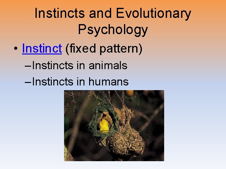 Instincts and Evolutionary Psychology • Instinct (fixed pattern) – Instincts in animals – Instincts