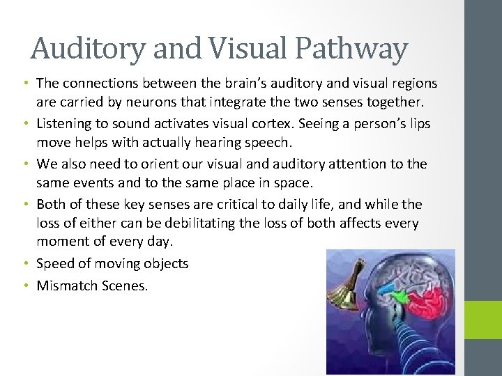 Auditory and Visual Pathway • The connections between the brain’s auditory and visual regions