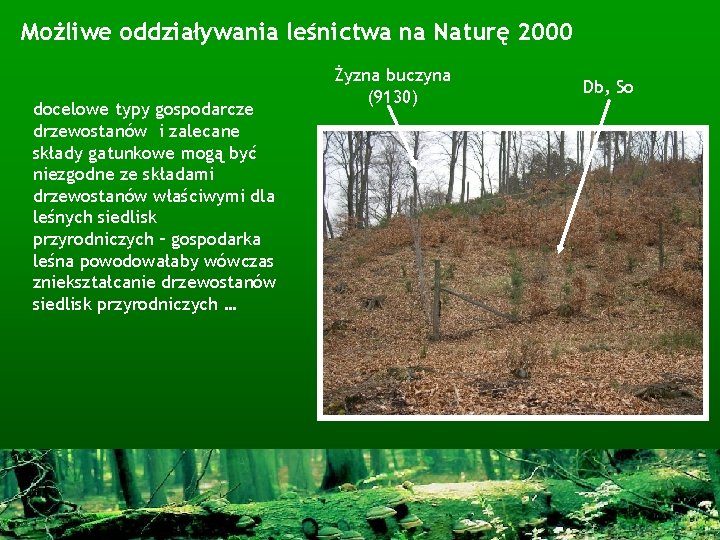 Możliwe oddziaływania leśnictwa na Naturę 2000 docelowe typy gospodarcze drzewostanów i zalecane składy gatunkowe