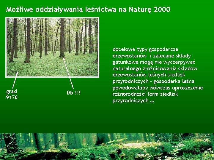 Możliwe oddziaływania leśnictwa na Naturę 2000 grąd 9170 Db !!! docelowe typy gospodarcze drzewostanów