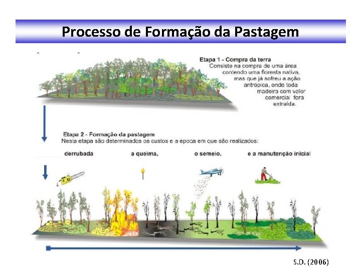 Processo de Formação da Pastagem S. D. (2006) 