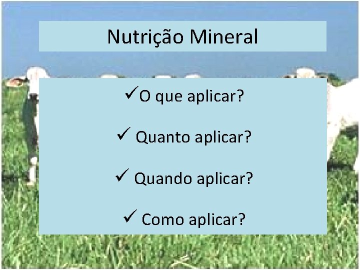 Nutrição Mineral üO que aplicar? ü Quanto aplicar? ü Quando aplicar? ü Como aplicar?