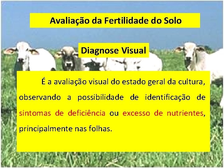 Avaliação da Fertilidade do Solo Diagnose Visual É a avaliação visual do estado geral