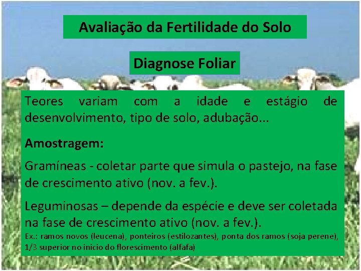 Avaliação da Fertilidade do Solo Diagnose Foliar Teores variam com a idade e estágio