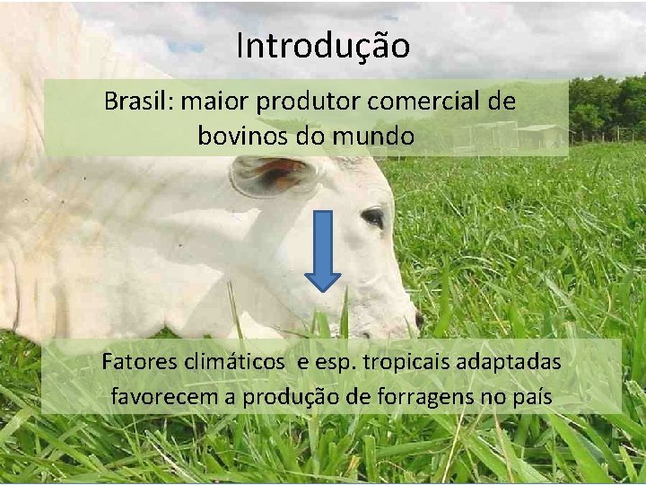 Introdução Brasil: maior produtor comercial de bovinos do mundo Fatores climáticos e esp. tropicais