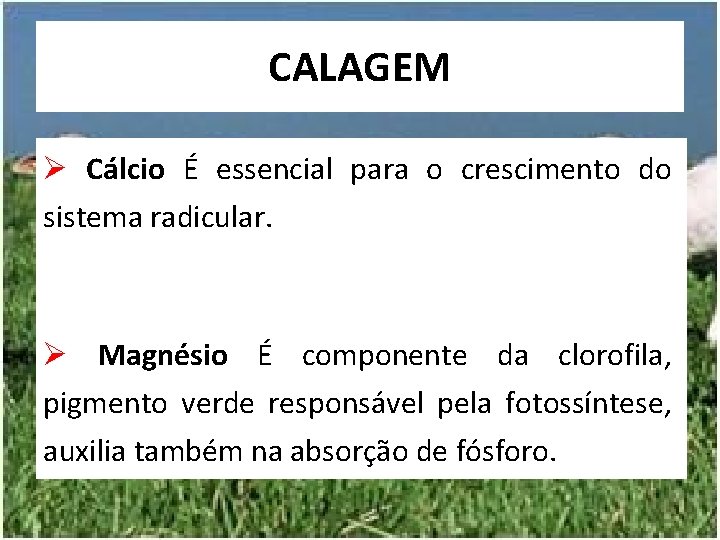 CALAGEM Ø Cálcio É essencial para o crescimento do sistema radicular. Ø Magnésio É