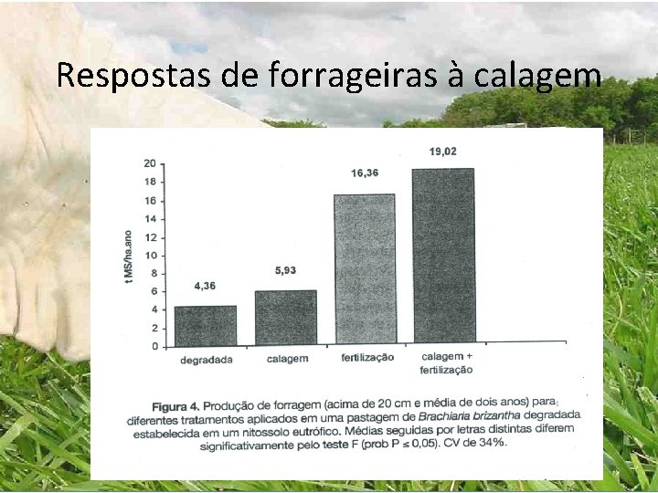 Respostas de forrageiras à calagem Respostas de forrageiras à calagem