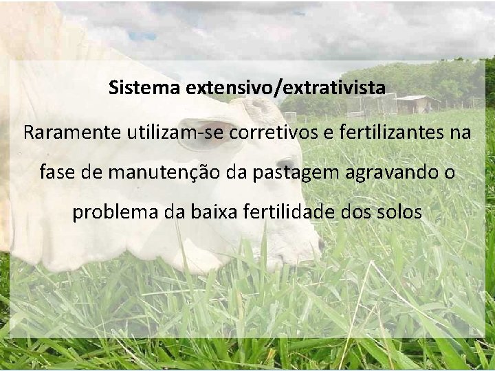 Sistema extensivo/extrativista Raramente utilizam-se corretivos e fertilizantes na fase de manutenção da pastagem agravando