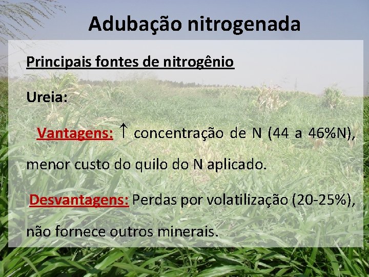 Adubação nitrogenada Principais fontes de nitrogênio Ureia: Vantagens: concentração de N (44 a 46%N),