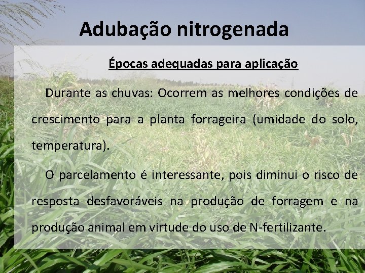 Adubação nitrogenada Épocas adequadas para aplicação Durante as chuvas: Ocorrem as melhores condições de