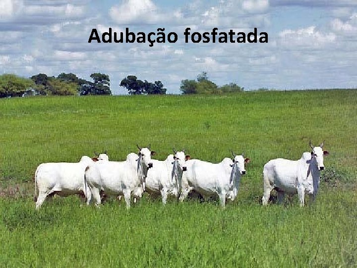 Adubação fosfatada Adubação fosfatada