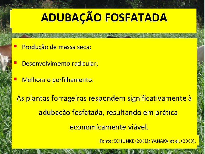 ADUBAÇÃO FOSFATADA ADUBAÇÃO § Produção de massa seca; § Desenvolvimento radicular; § Melhora o