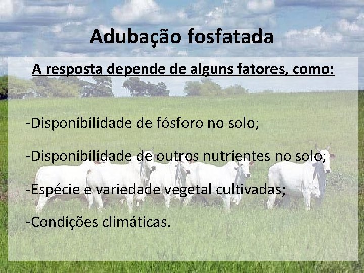 Adubação fosfatada A resposta depende de alguns fatores, como: -Disponibilidade de fósforo no solo;