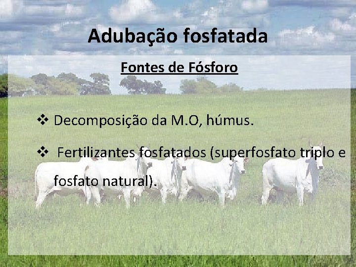 Adubação fosfatada Fontes de Fósforo v Decomposição da M. O, húmus. v Fertilizantes fosfatados