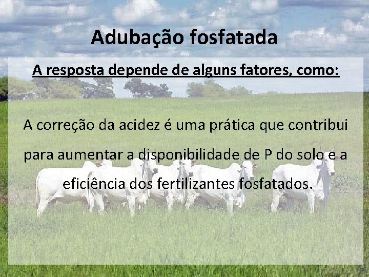 Adubação fosfatada A resposta depende de alguns fatores, como: A correção da acidez é