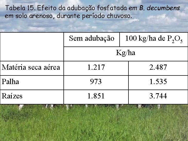 Tabela 15. Efeito da adubação fosfatada em B. decumbens em solo arenoso, durante período