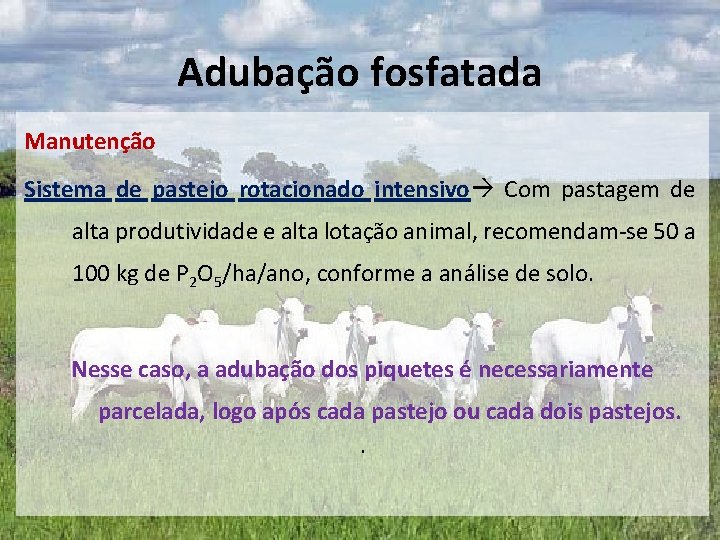 Adubação fosfatada Manutenção Sistema de pastejo rotacionado intensivo Com pastagem de alta produtividade e