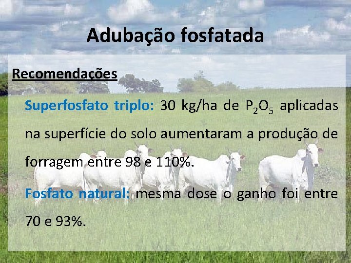 Adubação fosfatada Recomendações Superfosfato triplo: 30 kg/ha de P 2 O 5 aplicadas na