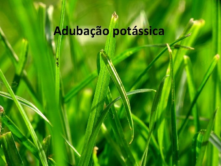 Adubação potássica 