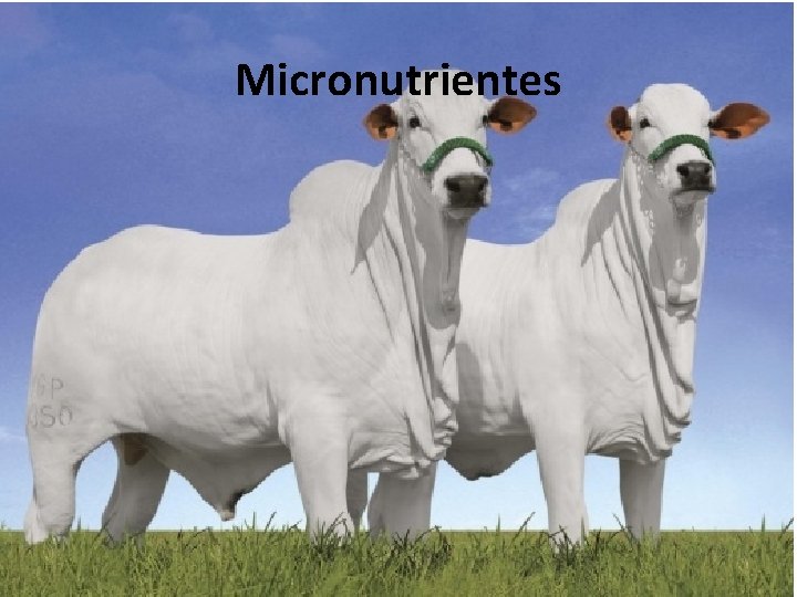 Micronutrientes 