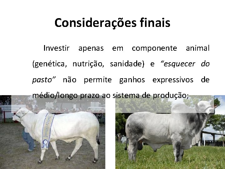 Considerações finais Investir apenas em componente animal (genética, nutrição, sanidade) e “esquecer do pasto” Considerações finais Investir apenas em componente animal (genética, nutrição, sanidade) e “esquecer do pasto”
