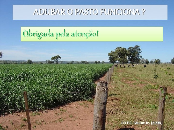 ADUBAR O PASTO FUNCIONA ? Obrigada pela atenção! FOTO: Muniz Jr. (2008) ADUBAR O PASTO FUNCIONA ? Obrigada pela atenção! FOTO: Muniz Jr. (2008)