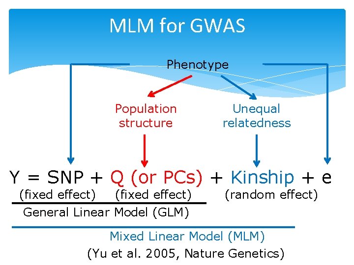 MLM for GWAS Phenotype Population structure Unequal relatedness Y = SNP + Q (or