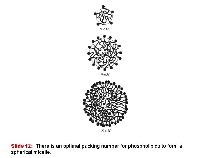 Slide 12: There is an optimal packing number for phospholipids to form a spherical
